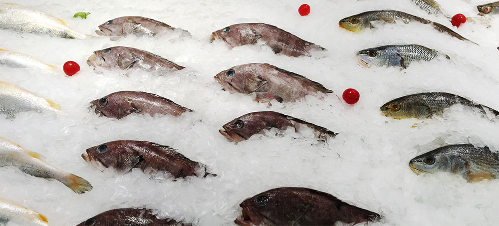 Fresh fish preserved on a bed of Focusun flake ice for maximum freshness