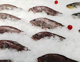 Fishery